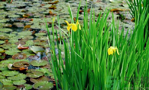 菖蒲是艾葉嗎？菖蒲是什么？