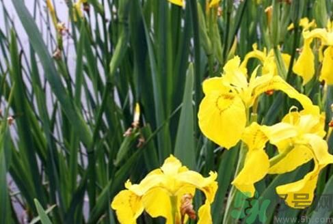 菖蒲是涼性的嗎？菖蒲是涼性還是熱性？