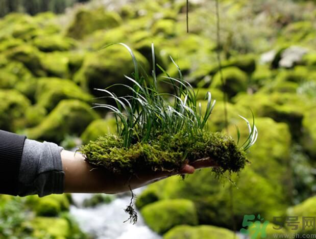 什么樣的菖蒲好？怎樣選購(gòu)菖蒲？