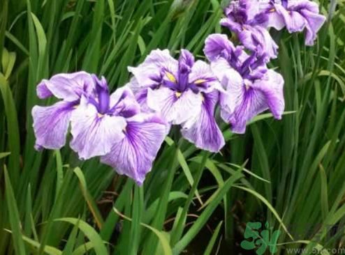 什么樣的菖蒲好？怎樣選購(gòu)菖蒲？