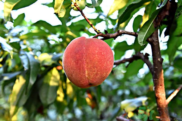 吃了李子能吃桃子嗎？桃子和李子同食好嗎？