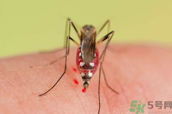 蚊子討厭什么氣味？蚊子討厭什么顏色？