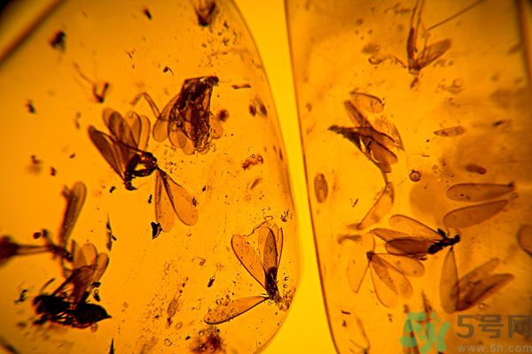 蚊子討厭什么氣味？蚊子討厭什么顏色？