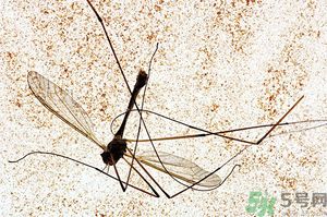 蚊子討厭什么氣味？蚊子討厭什么顏色？