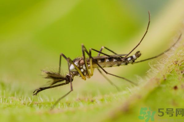 蚊子討厭什么氣味？蚊子討厭什么顏色？