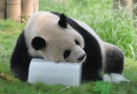 中暑可以吃水果嗎？中暑吃什么水果好？