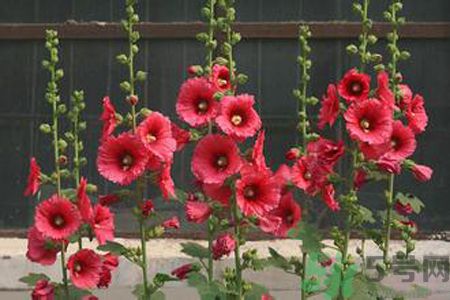 什么是蜀葵？蜀葵是一丈紅嗎？