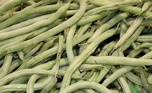 四季豆上銹了還能吃嗎?四季豆上銹長(zhǎng)斑了怎么辦 四季豆上銹了還能吃嗎?四季豆上銹長(zhǎng)斑了怎么辦