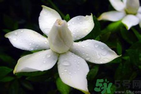 梔子花可以美容嗎？梔子花怎樣美容？