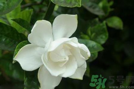 梔子花可以減肥嗎？梔子花怎么減肥？