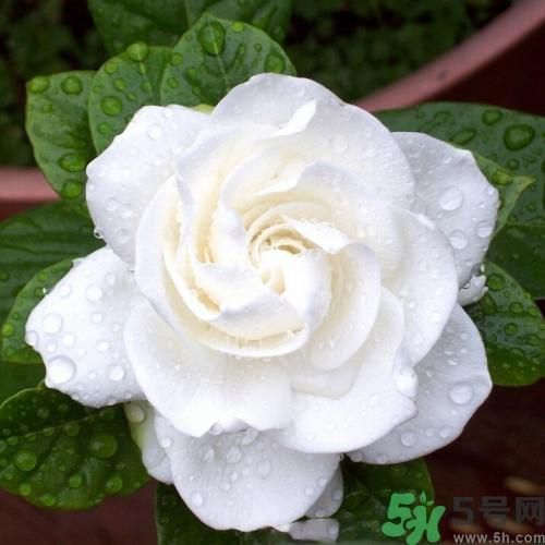 梔子花茶可以補(bǔ)血嗎？貧血可以喝梔子花茶嗎？