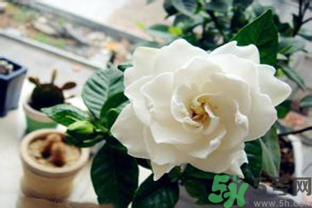 梔子花可以降血糖嗎？梔子花茶可以降血糖嗎？