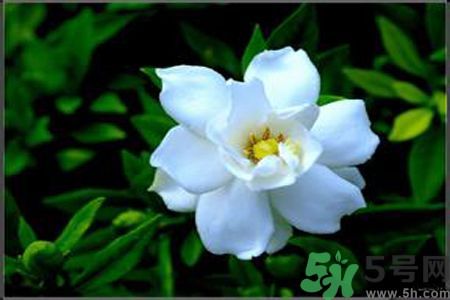 梔子花可以降血糖嗎？梔子花茶可以降血糖嗎？