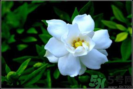 梔子花的葉子為什么會發(fā)黃？梔子花的葉子發(fā)黃了怎么辦？