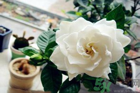 梔子花茶是熱性還是涼性？梔子花茶是涼性的嗎？