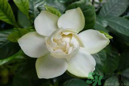 梔子花茶是熱性還是涼性？梔子花茶是涼性的嗎？