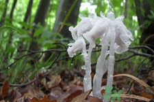 陜西發(fā)現(xiàn)死亡之花 水晶蘭為什么叫死亡之花？