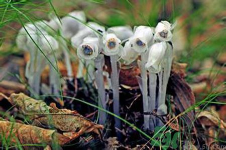 陜西發(fā)現(xiàn)死亡之花 水晶蘭為什么叫死亡之花？