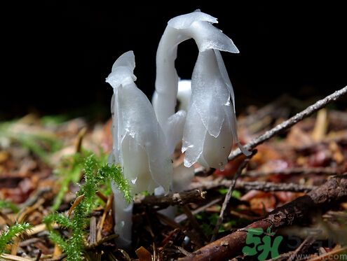 死亡之花可以吃嗎？死亡之花吃了會中毒嗎？