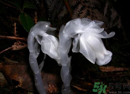 死亡之花可以吃嗎？死亡之花吃了會中毒嗎？