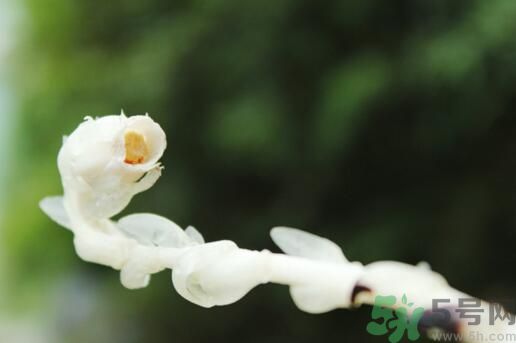 死亡之花可以吃嗎？死亡之花吃了會中毒嗎？