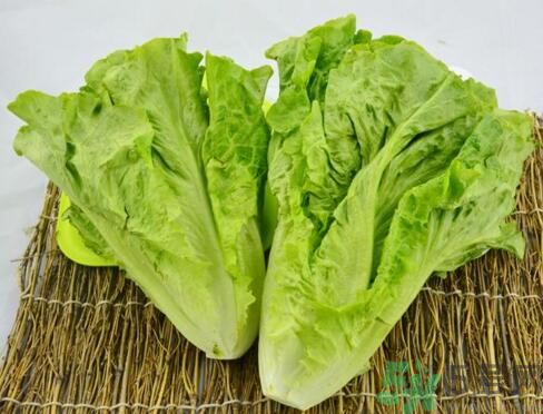 吃生菜會長斑嗎？吃生菜會造成長斑嗎？