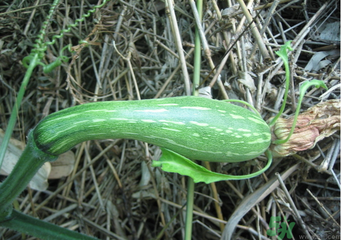 南瓜苦是怎么回事？南瓜發(fā)苦是什么原因？