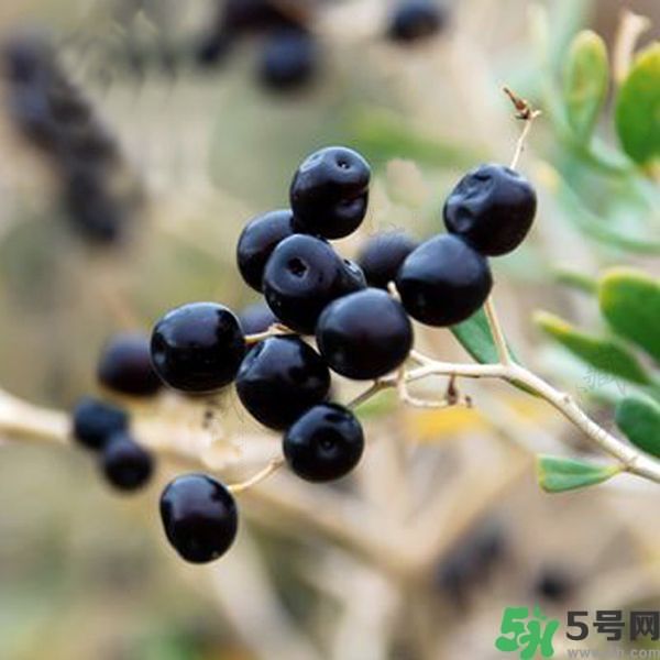 黑枸杞的功效與作用 黑枸杞的正確吃法 黑枸杞的功效與作用 黑枸杞的正確吃法