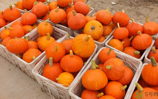 南瓜里面長霉了能吃嗎？長霉的南瓜可以吃嗎？