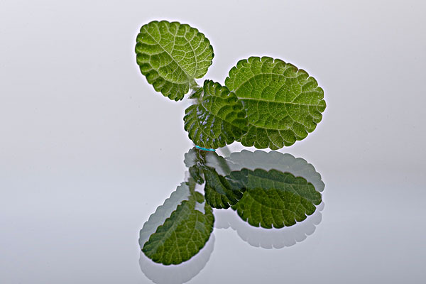 薄荷能治蕁麻疹嗎？蕁麻疹喝薄荷茶有用嗎？