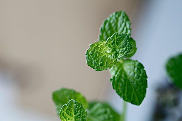 薄荷能治蕁麻疹嗎？蕁麻疹喝薄荷茶有用嗎？