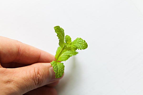 薄荷能治蕁麻疹嗎？蕁麻疹喝薄荷茶有用嗎？