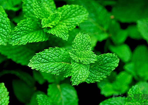 薄荷能美白嗎？薄荷的功效與作用