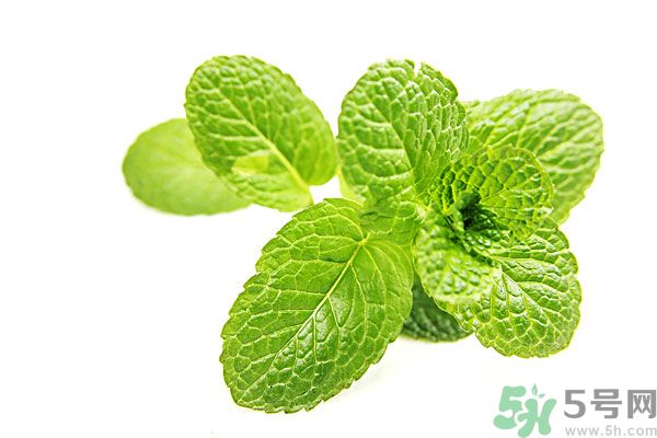 薄荷能美白嗎？薄荷的功效與作用