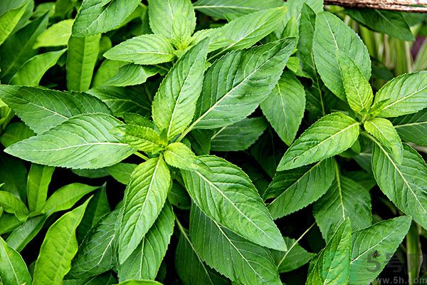 薄荷能美白嗎？薄荷的功效與作用