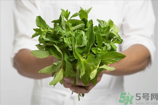 薄荷能美白嗎？薄荷的功效與作用