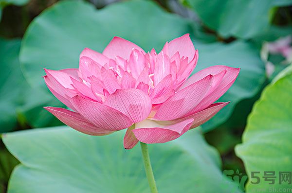 蓮藕里面的泥怎么清理？蓮藕里面的泥巴怎么洗？