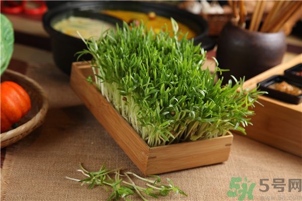 空心菜是菠菜嗎？空心菜是不是菠菜？