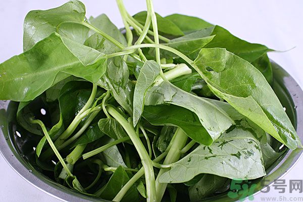 空心菜是菠菜嗎？空心菜是不是菠菜？