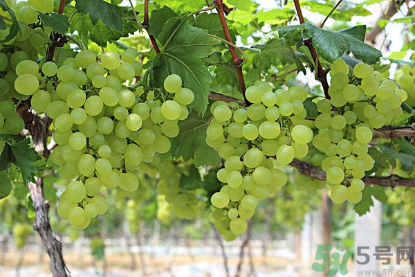 吃提子會不會長胖？吃提子能減肥嗎？