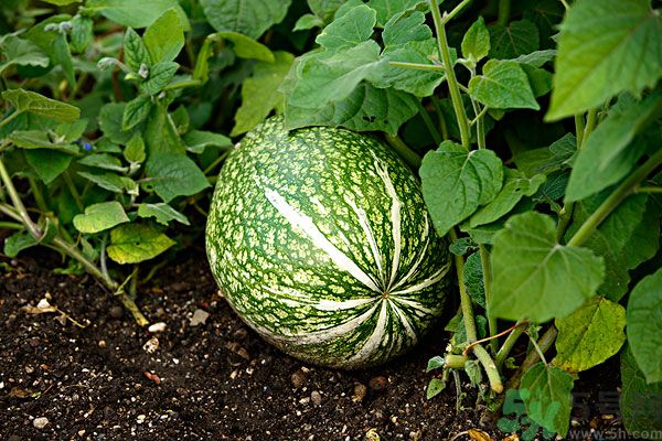 南瓜吃了可以打蟲(chóng)嗎？吃南瓜能殺蟲(chóng)嗎？