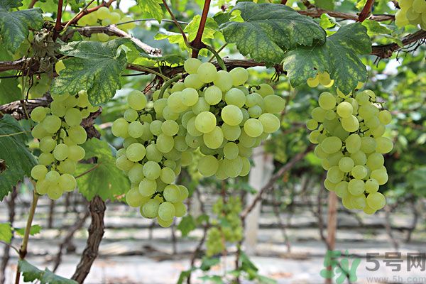 吃提子會不會長胖？吃提子能減肥嗎？