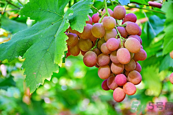 吃提子會(huì)上火嗎？上火能吃提子嗎？