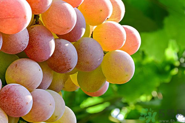 吃提子有什么好處？提子的功效與作用