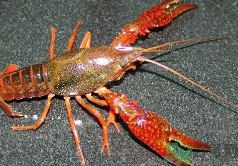 龍蝦怎么抽黑線?龍蝦怎么抽筋? 龍蝦怎么抽黑線?龍蝦怎么抽筋?