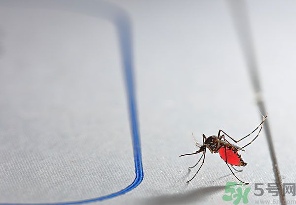 點蚊香為什么還有蚊子？為什么點蚊香沒有用了？