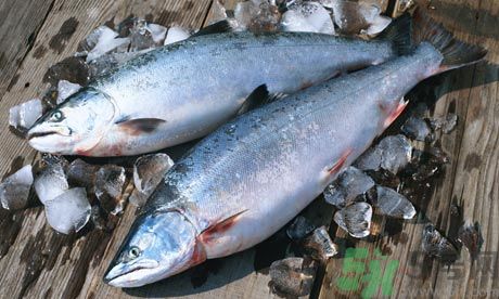 三文魚可以放多久?三文魚能放幾天? 三文魚可以放多久?三文魚能放幾天?