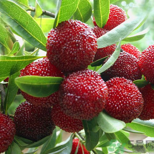 吃楊梅可以防止中暑嗎？中暑可以吃楊梅嗎？