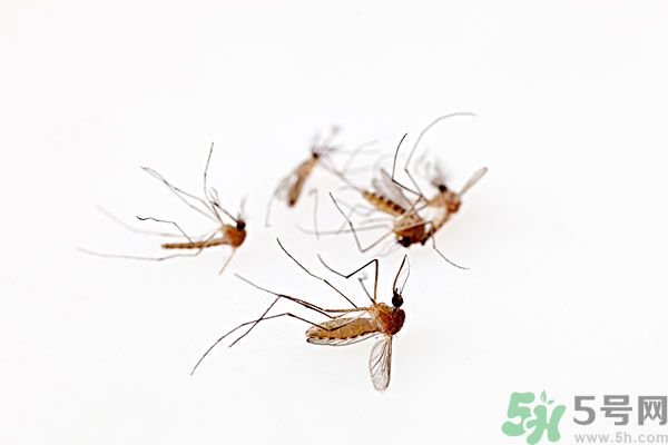 點蚊香為什么還有蚊子？為什么點蚊香沒有用了？