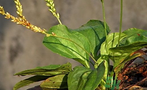 車前草泡腳有什么好處?車前草泡腳的功效與作用 車前草泡腳有什么好處?車前草泡腳的功效與作用